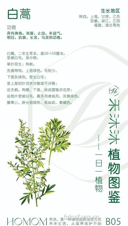 白蒿花的功效与作用