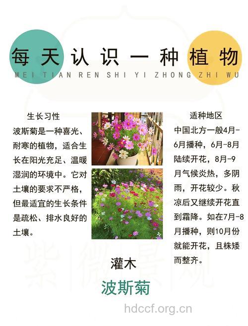 波斯菊的功效与作用