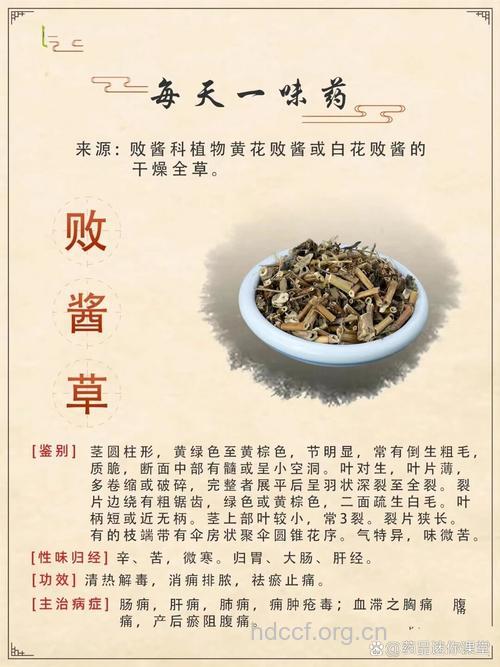 败酱草的功效与作用