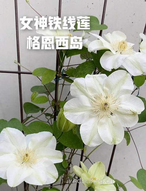 白花铁线莲的功效与作用