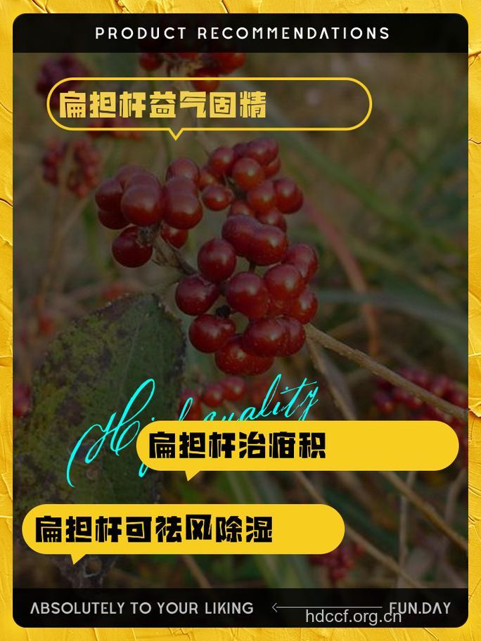 扁担杆的功效与作用