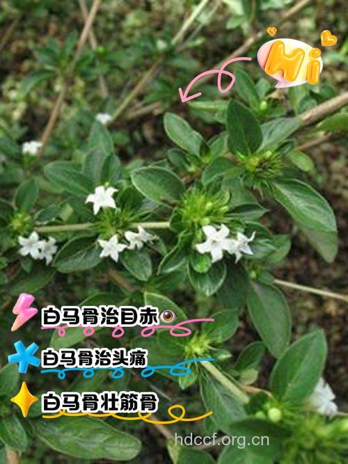 白马骨的功效与作用