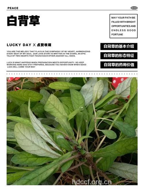 白背小报春的功效与作用