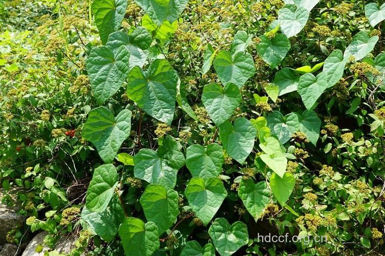蝙蝠葛根的功效与作用