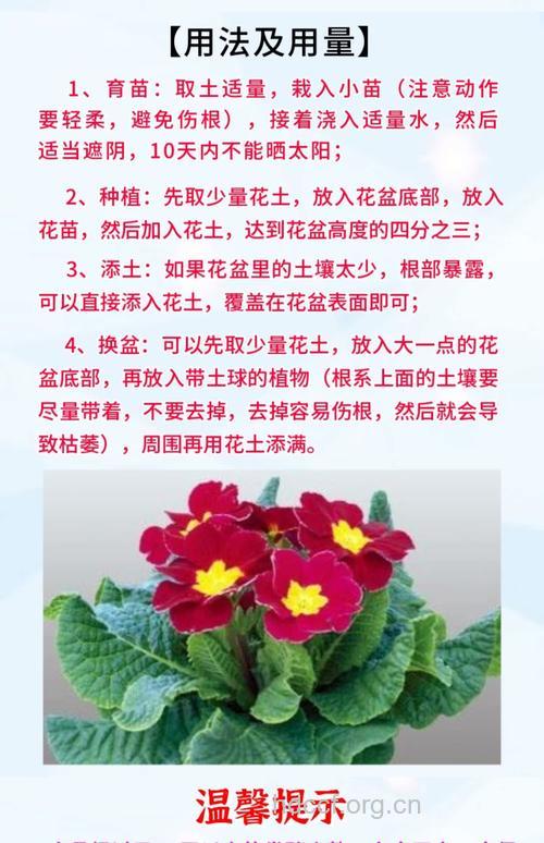 报春花的功效与作用