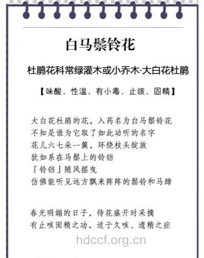 白马鬃铃花的功效与作用