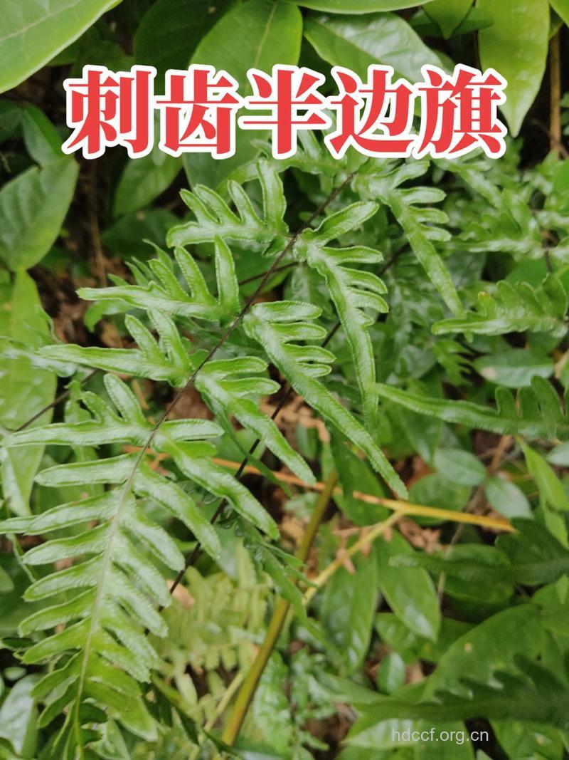 半边风的功效与作用