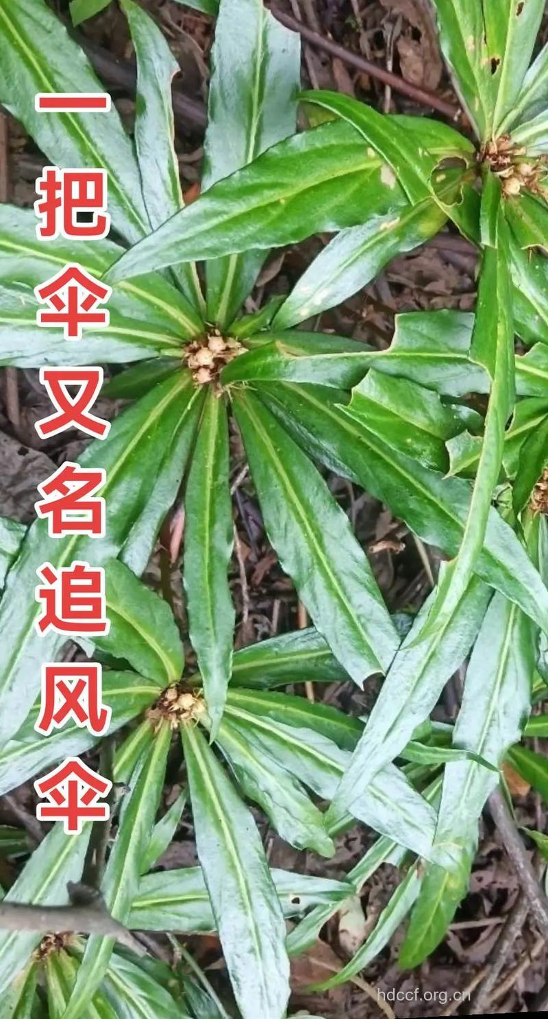 半把伞的功效与作用