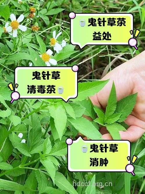 白花鬼针草的功效与作用