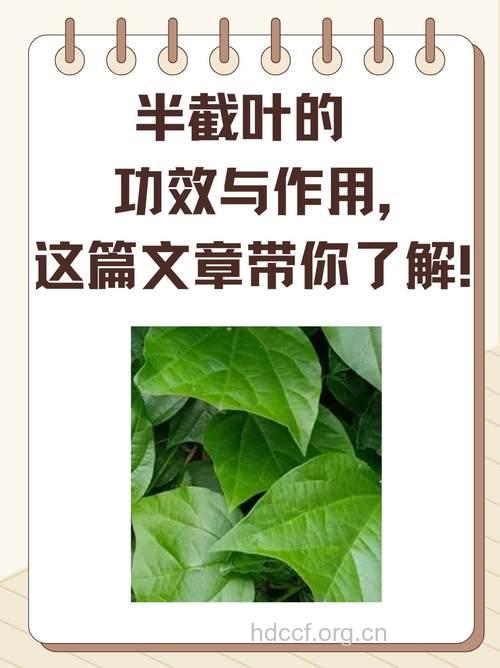 半截叶的功效与作用