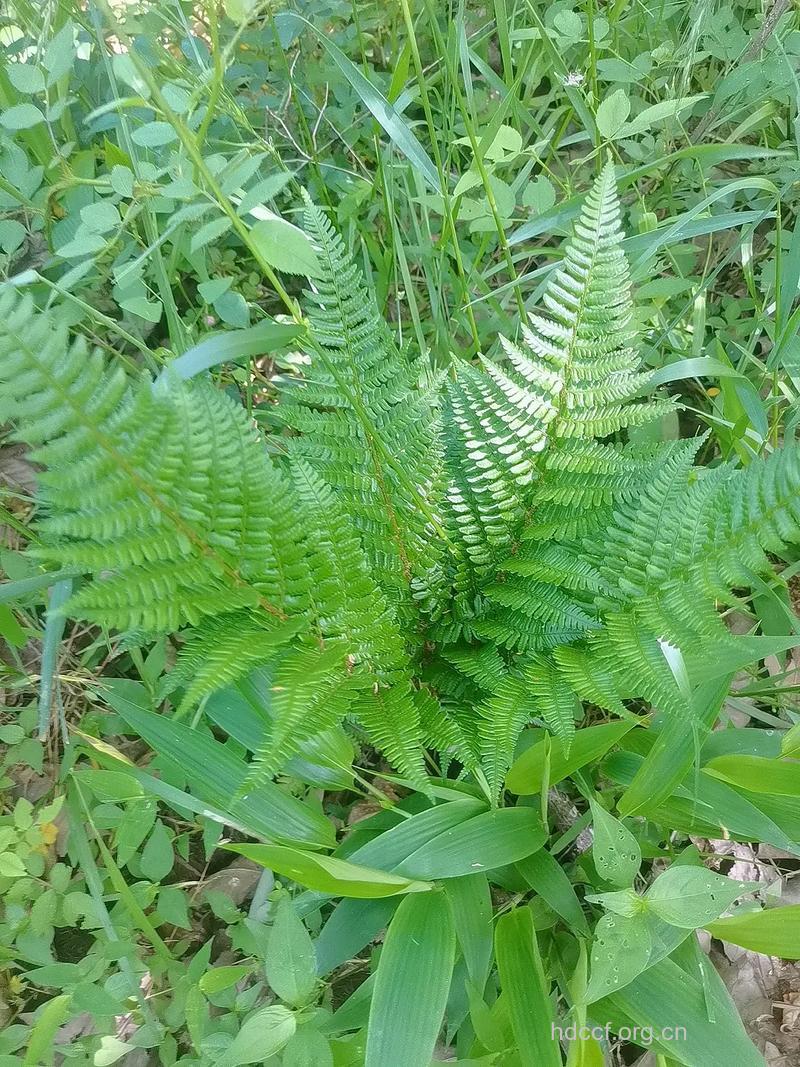 变异鳞毛蕨的功效与作用
