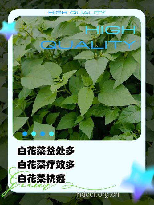 白花菜子的功效与作用