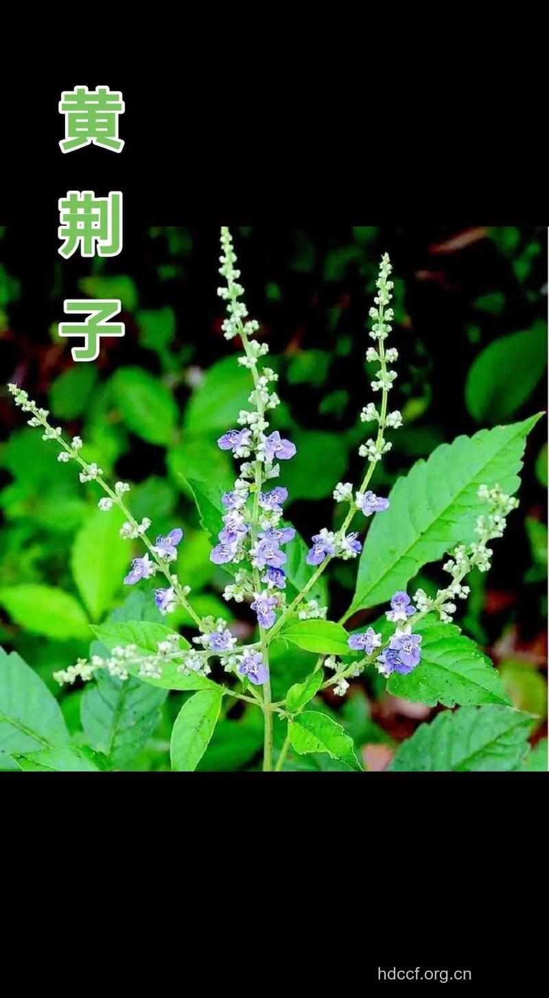 布荆的功效与作用