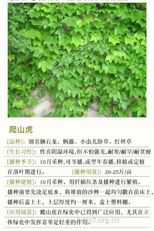 巴山虎的功效与作用