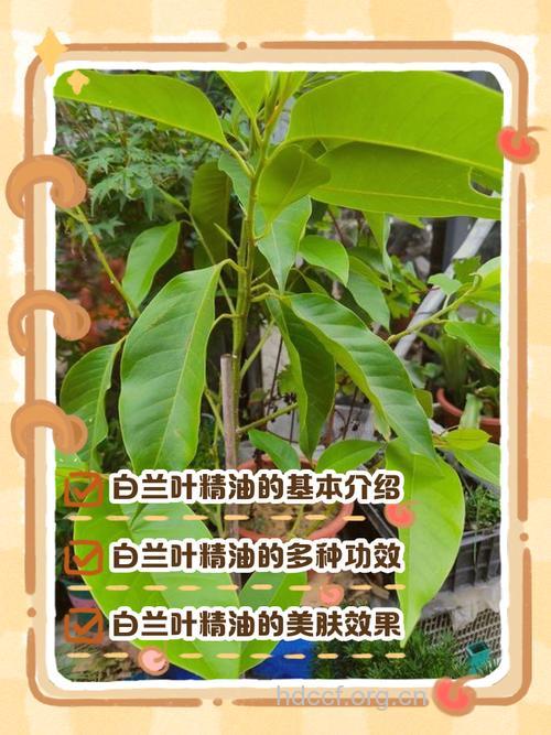 白兰花叶的功效与作用