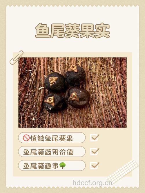 白鱼尾果的功效与作用
