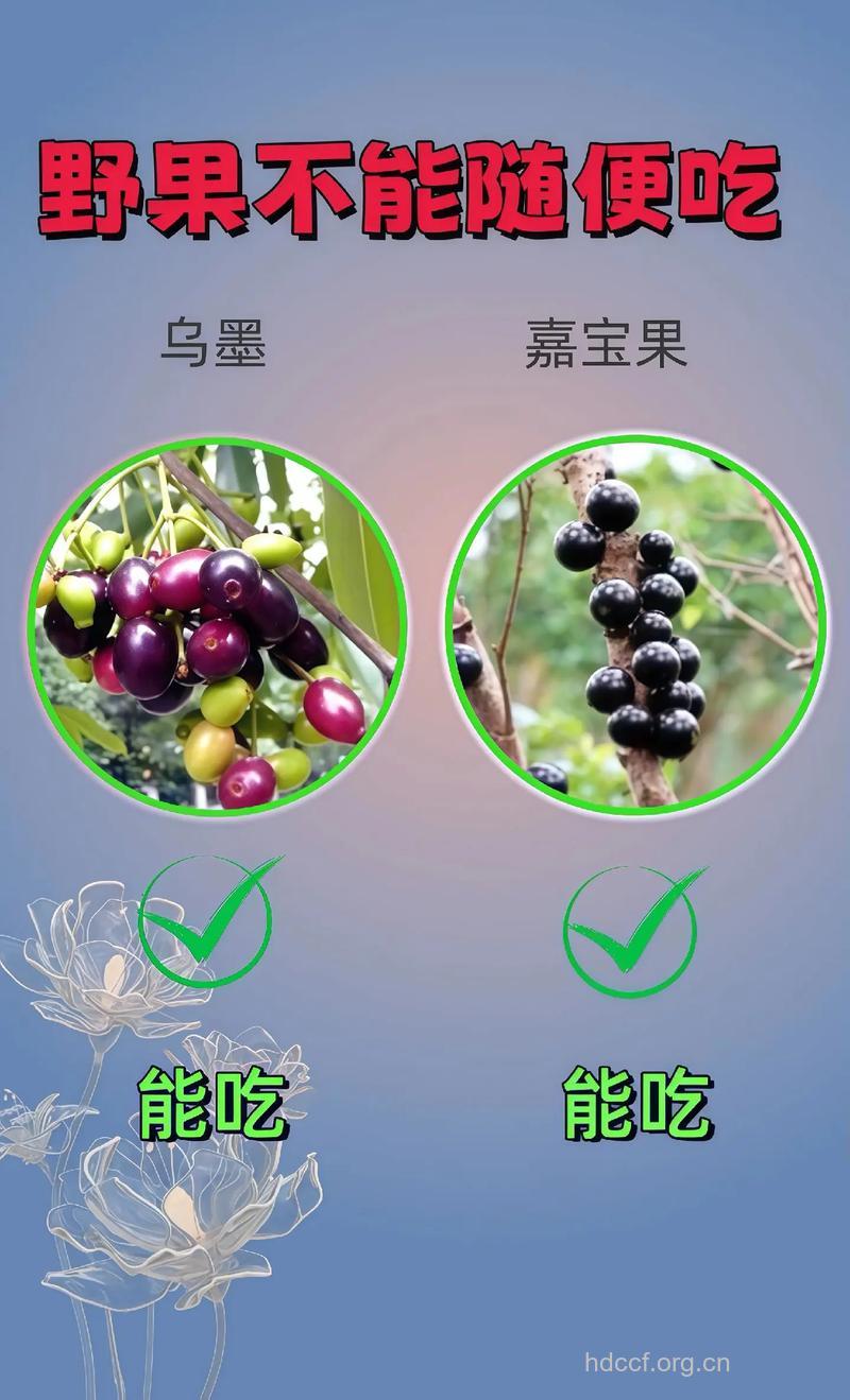 豹子眼睛果的功效与作用
