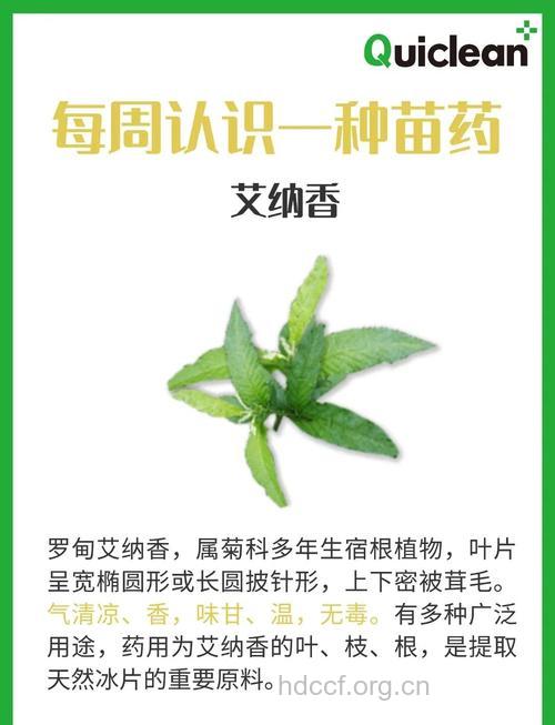 艾纳香根的功效与作用