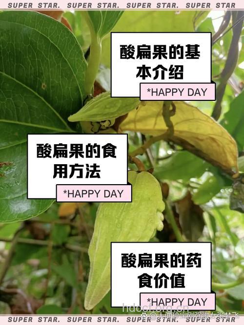 扁果的功效与作用