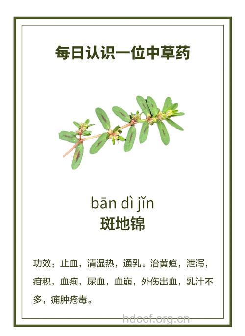 斑地锦的功效与作用