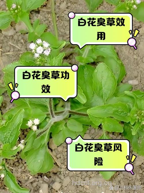 白带草的功效与作用