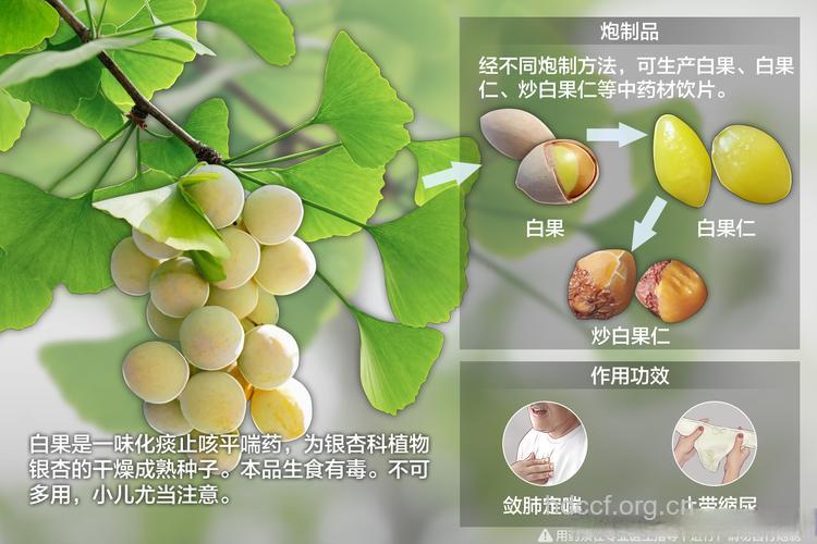 白果树皮的功效与作用