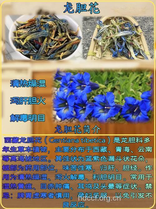 白花龙胆的功效与作用