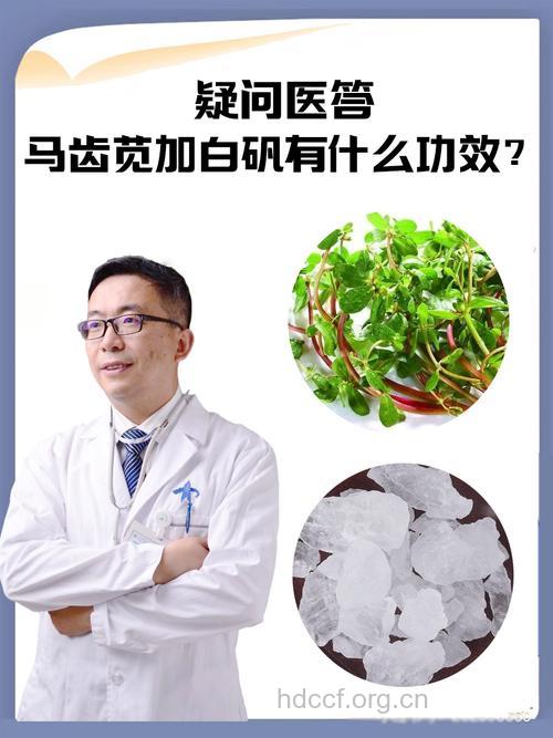 白猪母菜的功效与作用