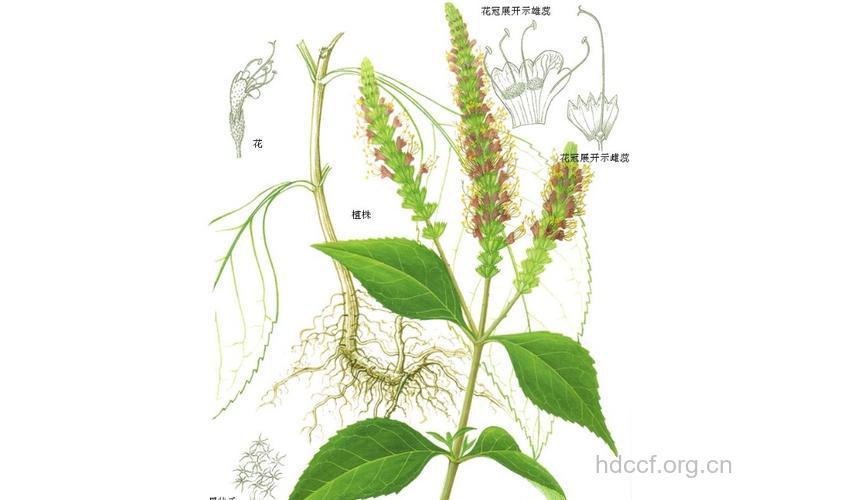 半边苏的功效与作用