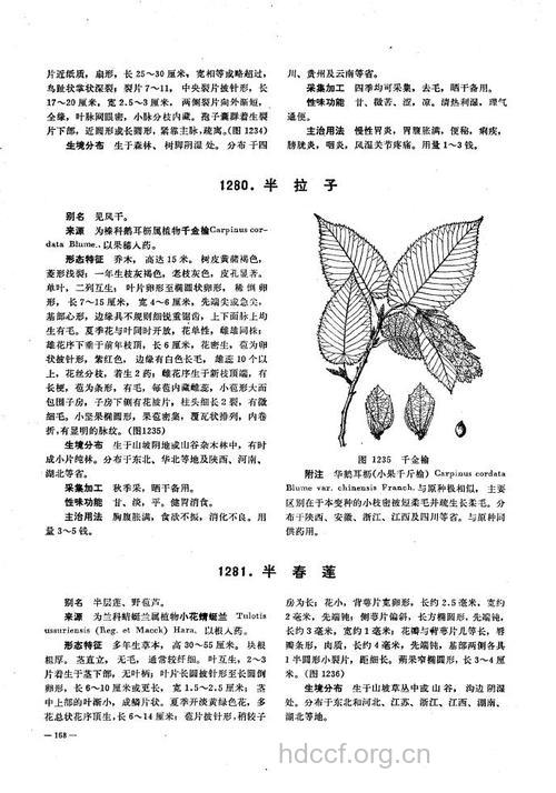 半拉子的功效与作用