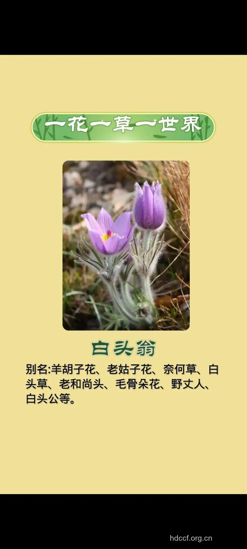 白头翁花的功效与作用