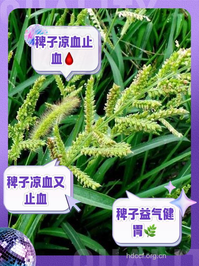 稗米的功效与作用