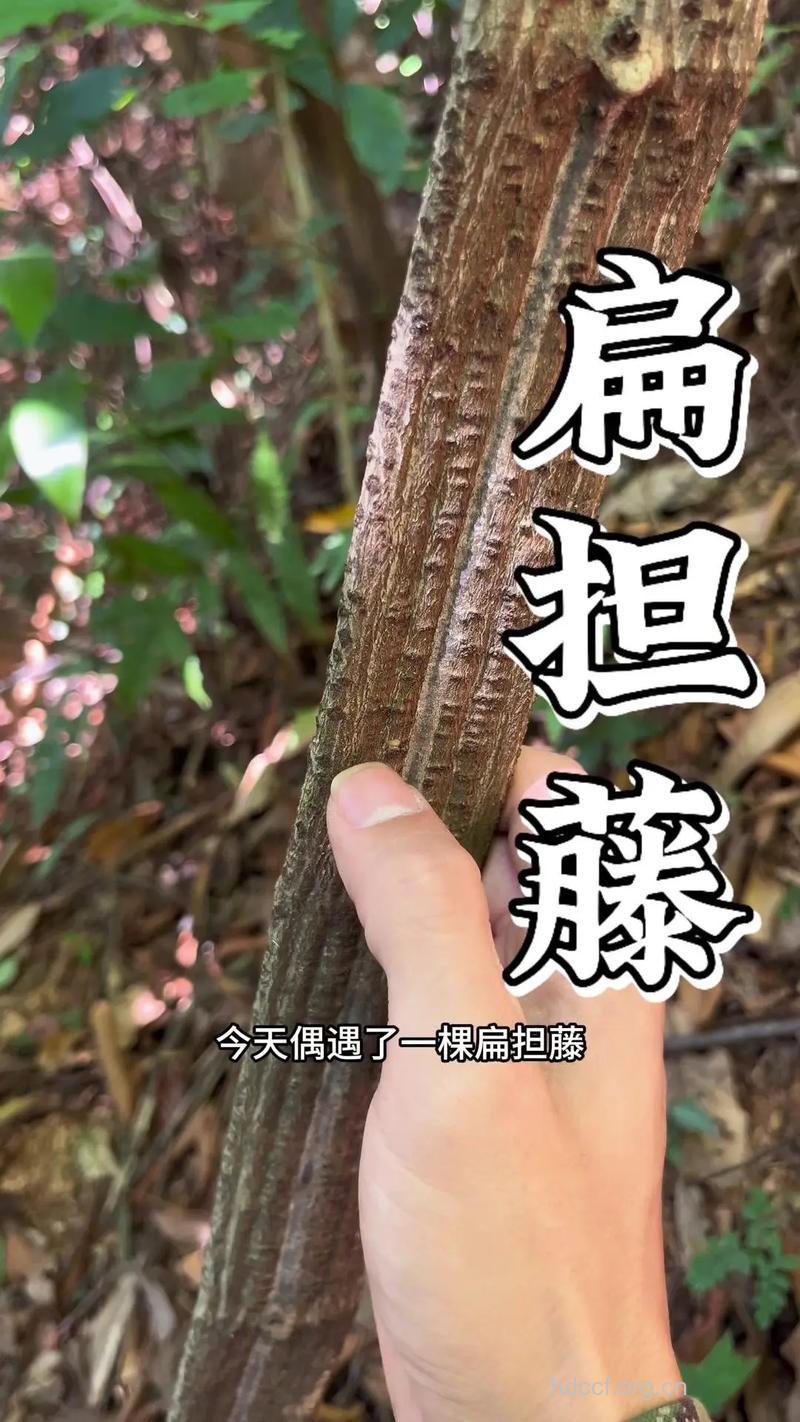 扁担藤的功效与作用