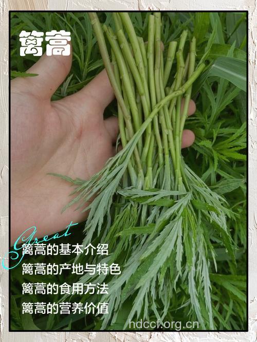篦齿蒿的功效与作用