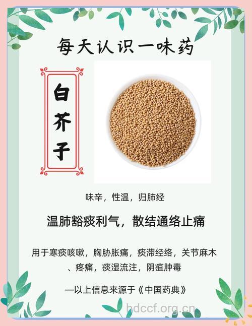 白芥的功效与作用