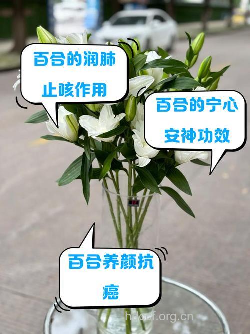 百合子的功效与作用
