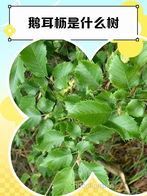 华鹅耳枥的功效与作用