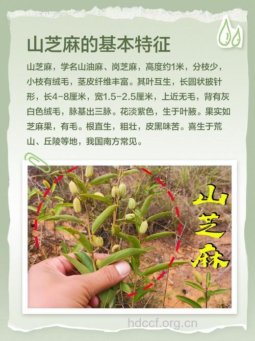 大山芝麻的功效与作用