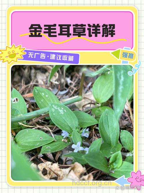 耳草的功效与作用