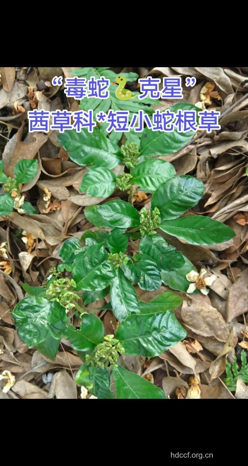 短小蛇根草的功效与作用
