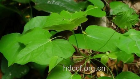 大叶拿身草的功效与作用