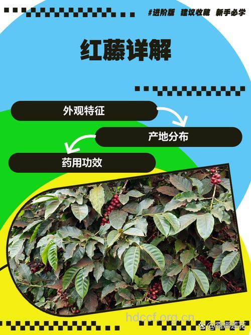 红钉耙藤的功效与作用