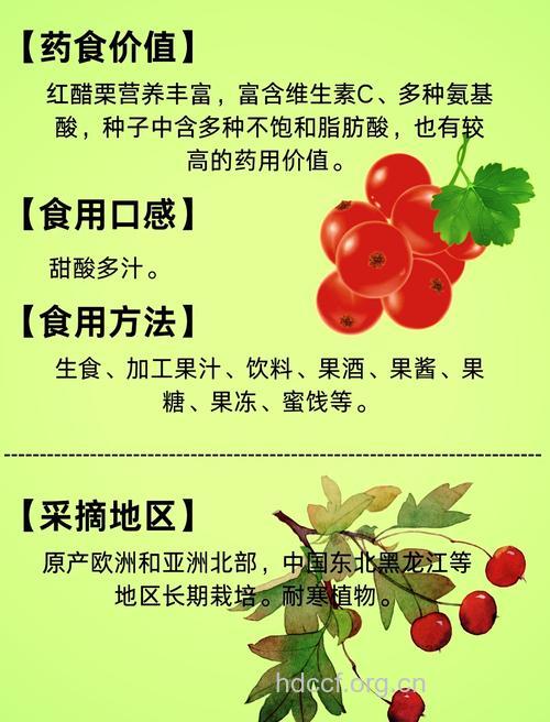 醋栗的功效与作用