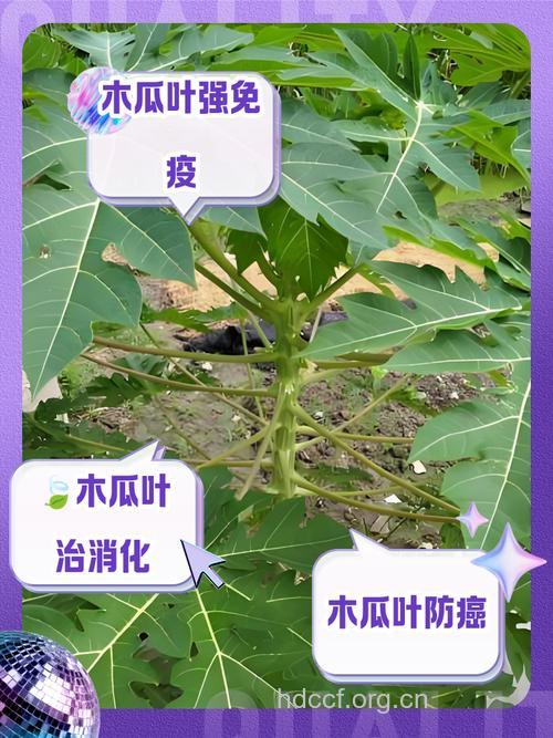 番木瓜叶的功效与作用