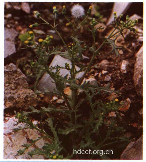 大白顶草的功效与作用