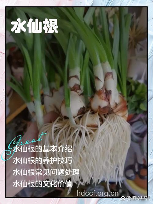 旱水仙根的功效与作用