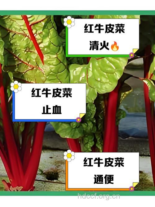 红牛皮菜的功效与作用