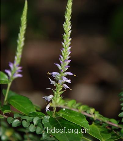 钓鱼秆的功效与作用