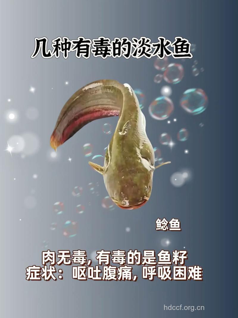 这些鱼可能有毒要少吃