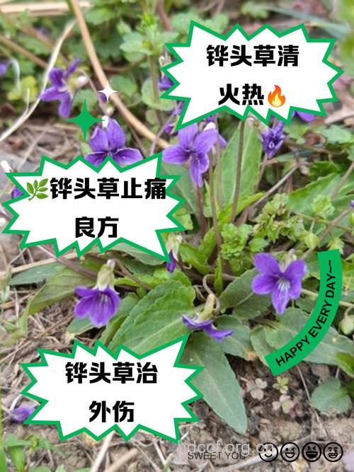 红铧头草的功效与作用